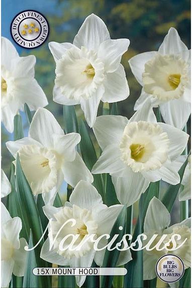 Narcissus Mount Hood 12-pakning